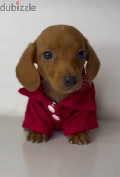 Cutest Dachshund (sausage) imported brown puppy high quality Dog كلب