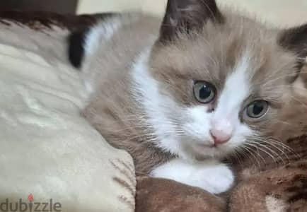 cute ragdoll cat