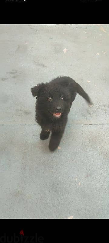 royal black german shepherd puppy