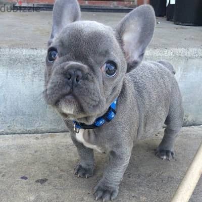 French Bulldog Blue Lilac Imported