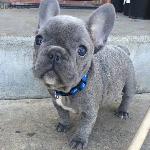 French Bulldog Blue Lilac Imported 0