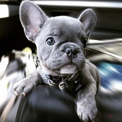 Lilac French Bulldog Puppy Imported