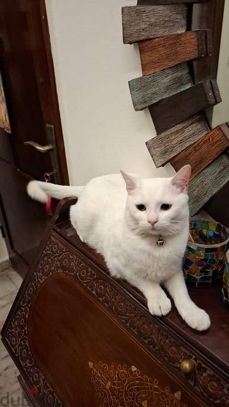 white cat 2