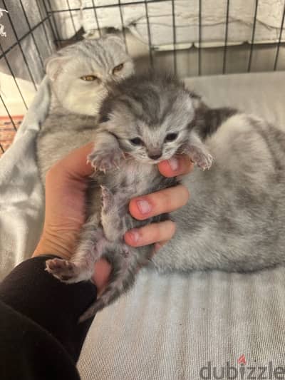 scottish marble kittens