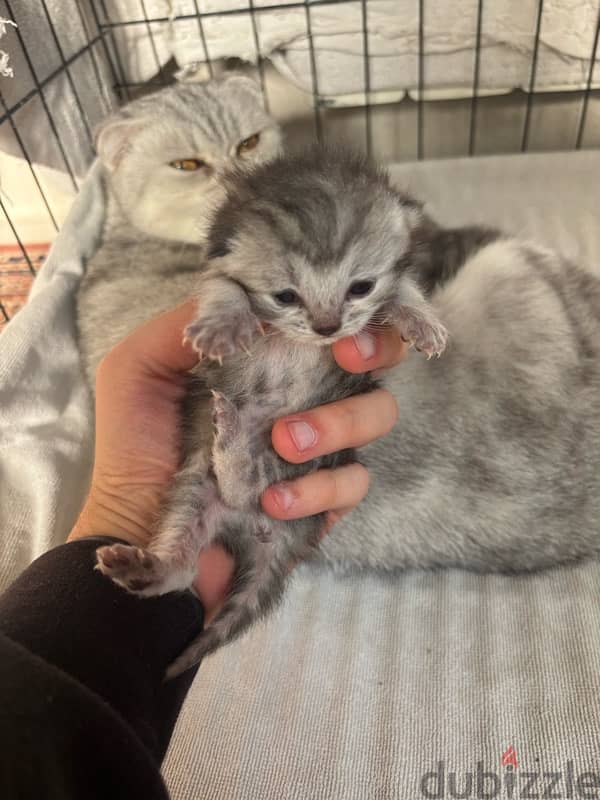 scottish marble kittens 0