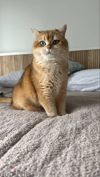 Charming British Golden Chinchilla Kitten Ready for a New Home