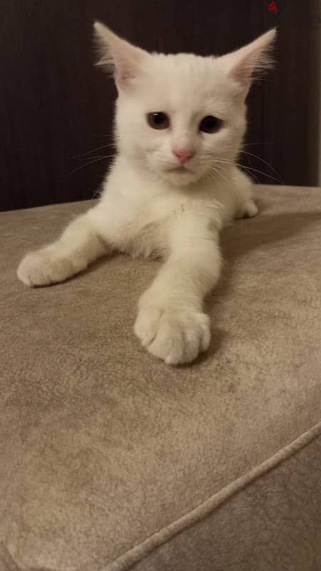 Turkish Angora Cat 1