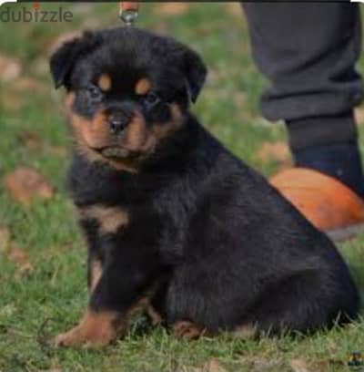 rottweiler