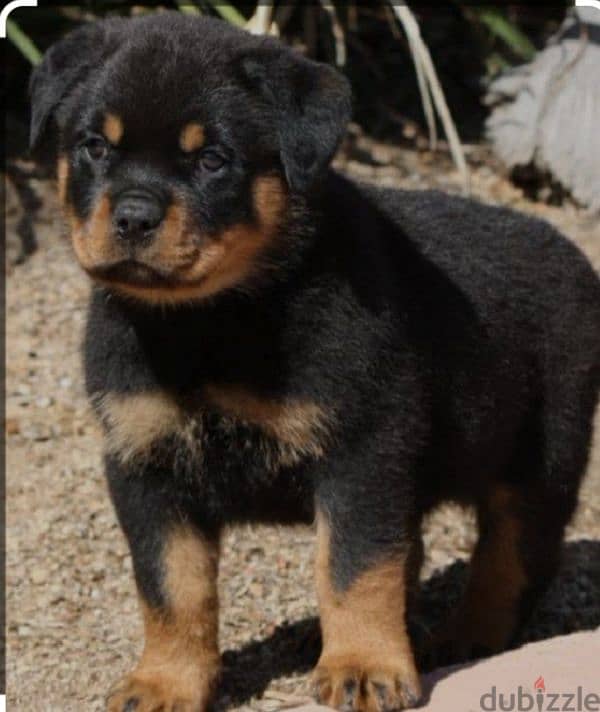 rottweiler 1