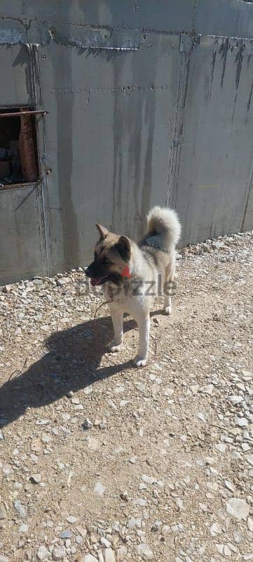 American Akita - Pure Breed