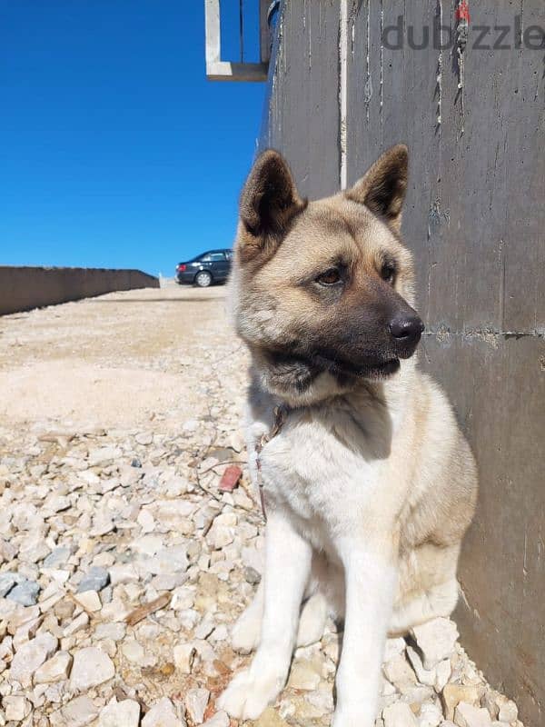 American Akita - Pure Breed 1