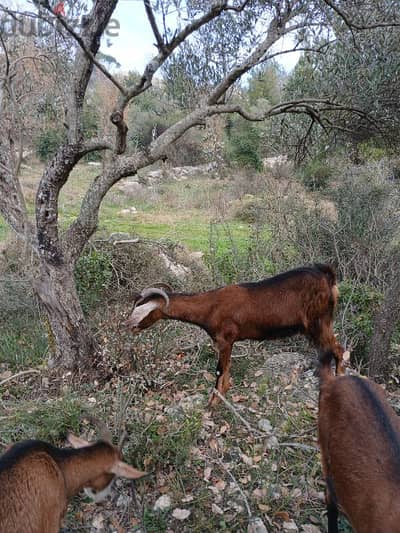 ماعز البين  alpine goat