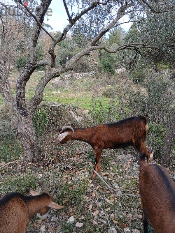 ماعز البين  alpine goat 0