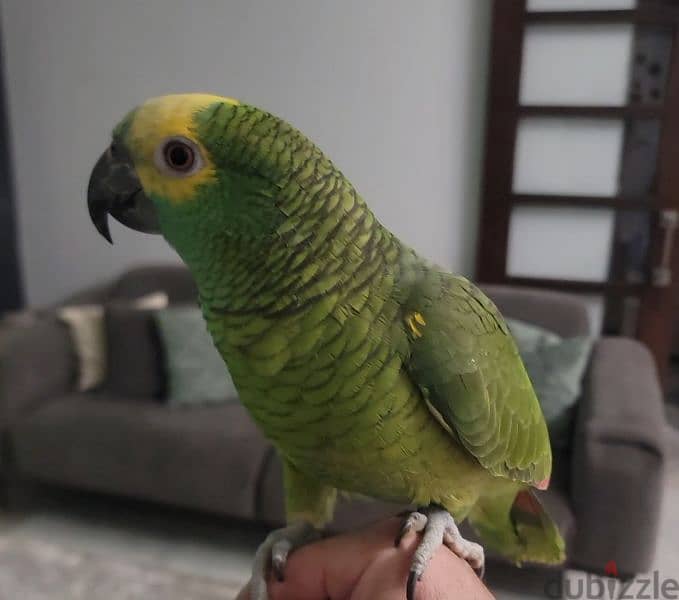 blue fronted Amazon parrot 0