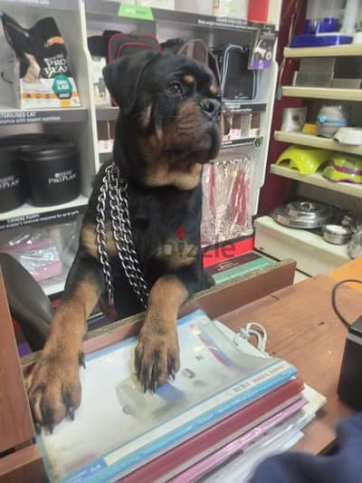 super male rottweiler 6 month for sale