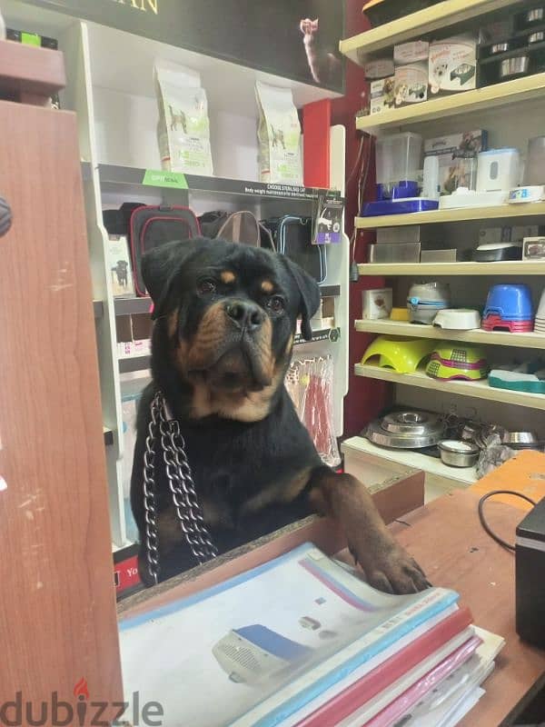 super male rottweiler 6 month for sale 2