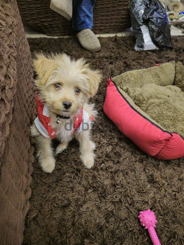 Maltipoo Puppy (Trained and vaccinated) 3