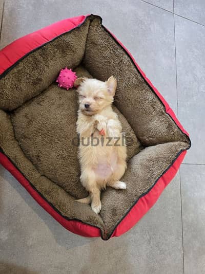 Maltipoo Puppy (Trained and vaccinated)