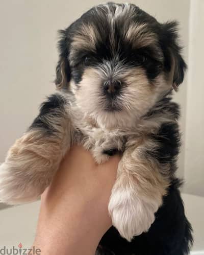 yorkie poo