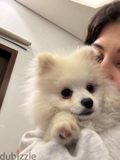 pomeranian