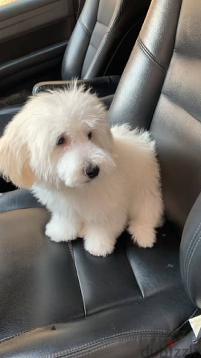 6 month old bichon maltais