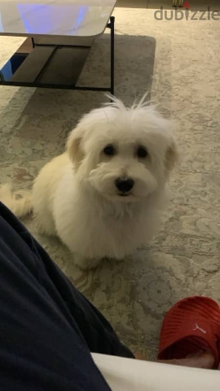 6 month old bichon maltais 1