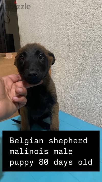 Belgian Shepherd Malinois