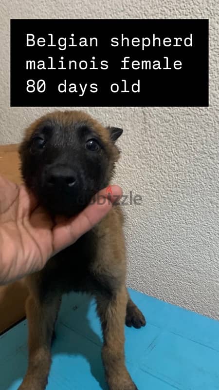 Belgian Shepherd Malinois 1