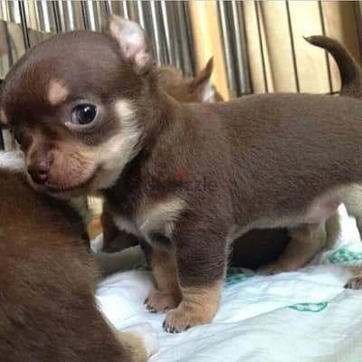 Tiny Chihuahua Puppies /Available In Store/ Imported /Dog/ Delivery