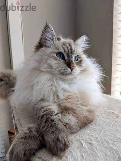 Majestic Siberian Kitten Available /Imported/High Quality/Delivery