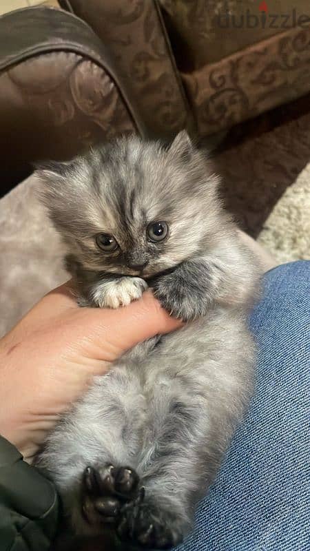 ragdoll kitten for sale 2