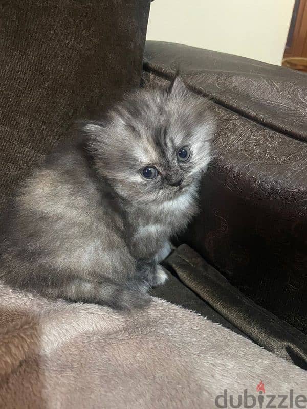 ragdoll kitten for sale 3