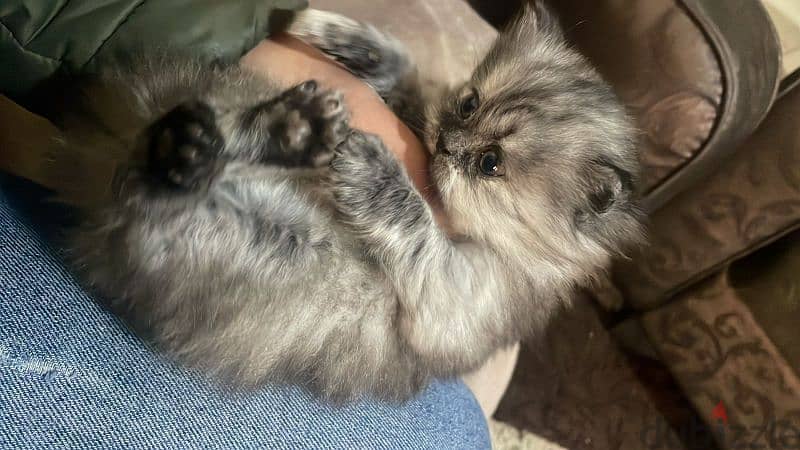 ragdoll kitten for sale 4