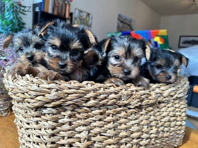 yorkshire puppies for sale