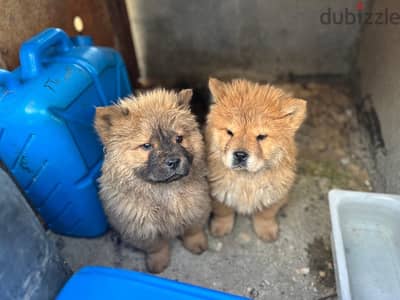 Adorable 2-Month-Old Male Chow Chow Puppies for Sale