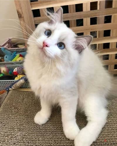 Beautiful Ragdoll Kittens in Store – Adorable & Playful! قطط cat