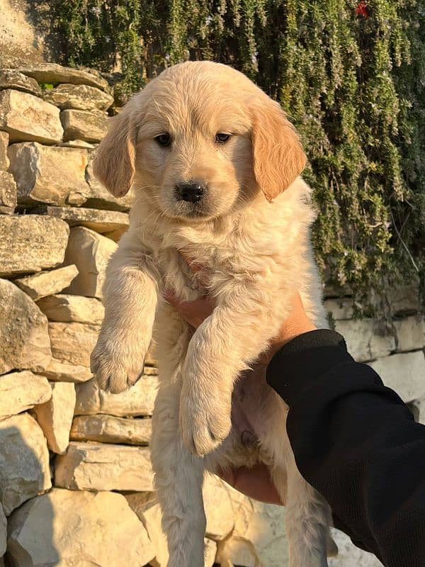 golden retriever puppy 0