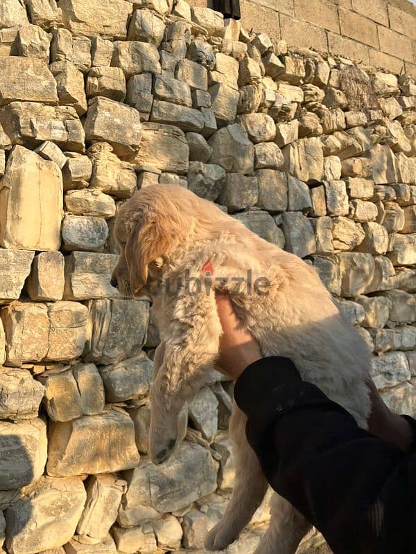 golden retriever puppy 1