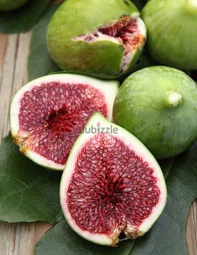 Italian premium fig