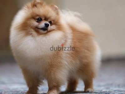 last male Pomeranian /teacup size /بومرينيان/حجم صغير/جرو