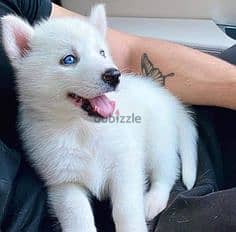 Stunning White Husky Puppy with Mesmerizing Blue Eyes/ dog كلاب