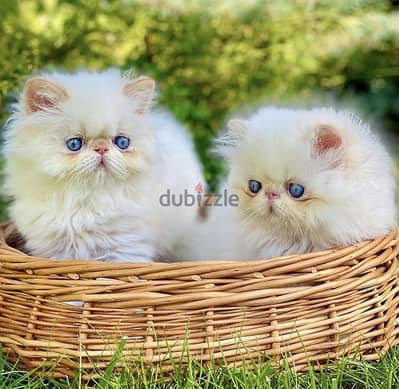 Adorable White Persian Kitten Peke-Faced with Stunning Blue Eyes! قطط