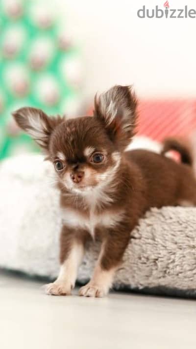 Cute Chihuahua Long Hair Puppies -High Quality Pet