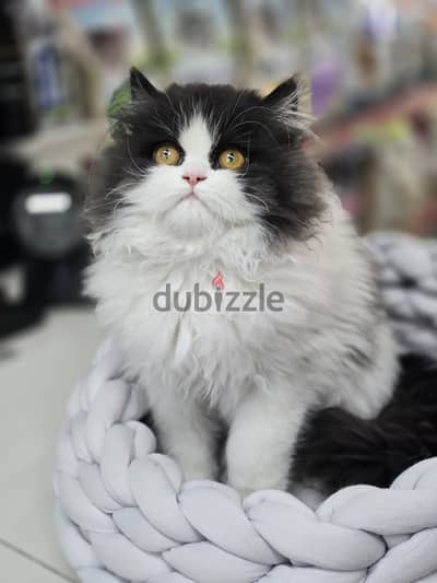 Rare Black-and-White Persian Kitten with Mesmerizing Eyes/ cat قطط