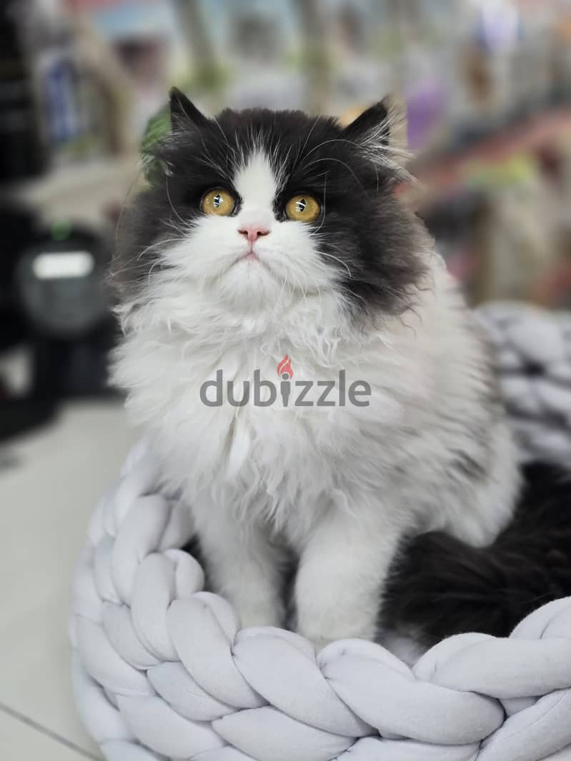 Rare Black-and-White Persian Kitten with Mesmerizing Eyes/ cat قطط 0