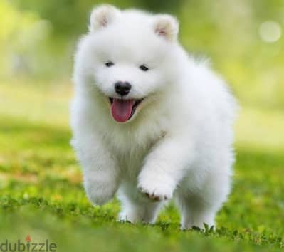 samoyed puppy