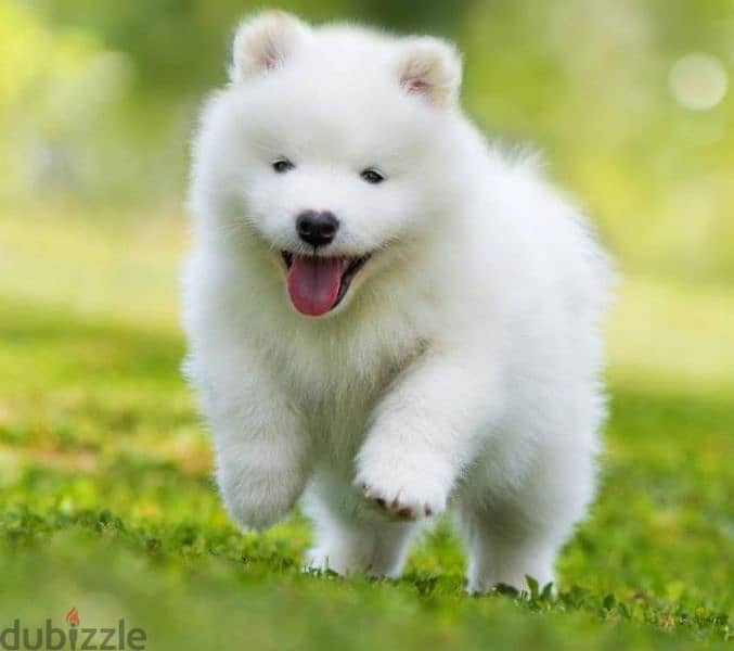 samoyed puppy 0