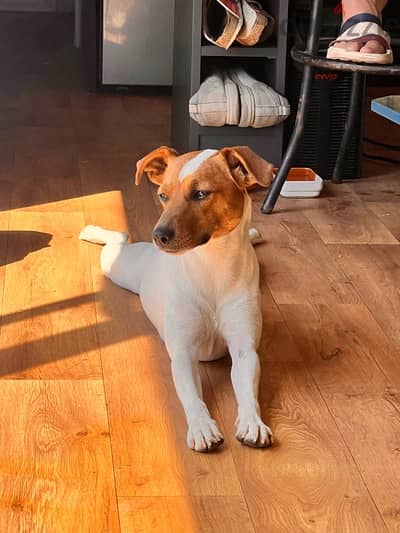 jack russel for Adoption. trained