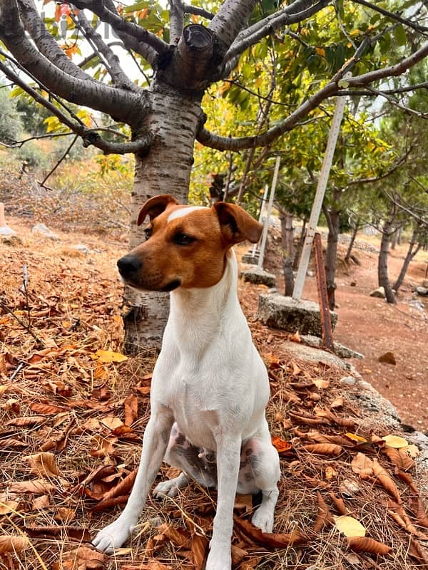 jack russel for Adoption. trained 3