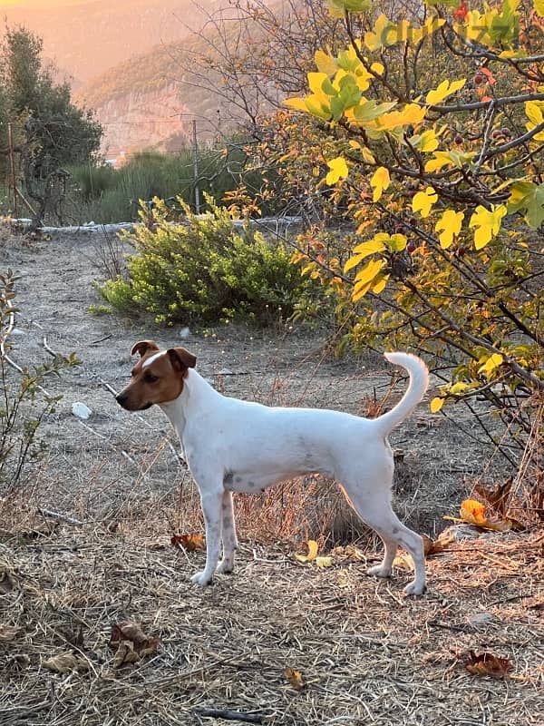 jack russel for Adoption. trained 4